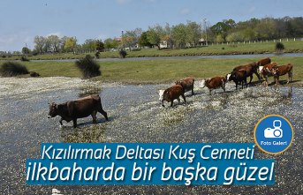 Kızılırmak Deltası Kuş Cenneti ilkbaharda bir başka güzel