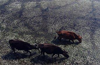 Kızılırmak Deltası Kuş Cenneti ilkbaharda bir başka güzel