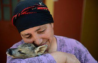 Öksüz karacaların 