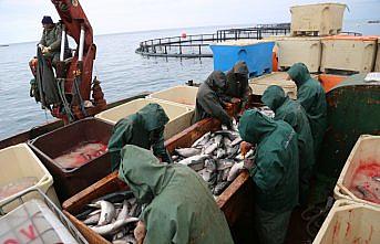 Ordu'da kafes balıkçılığı ekonomiye katkı sağlıyor