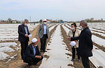 Samsun'da çiftçilere hibeli çeltik tohumu dağıtımı