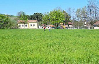 Samsun'da karakılçık buğdayı yeniden hayat bulacak