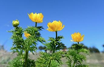 Sarı dağ gülünün yayılış alanları inceleniyor