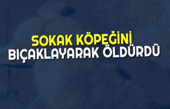 SOKAK KÖPEĞİNİ BIÇAKLAYARAK ÖLDÜRDÜ