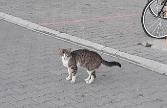 Tokat'ta ağaçta mahsur kalan kediyi itfaiye kurtardı