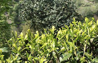 Yaş çay alım kampanyası için havanın ısınması bekleniyor