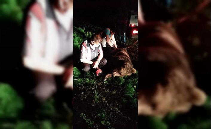 Zonguldak'ta aracın çarptığı ayı telef oldu