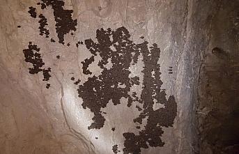 20 yıldır yarasalar üzerinde çalışan biyologdan 