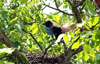 Ayağına ip dolanan karga yavrusunu itfaiye kurtardı