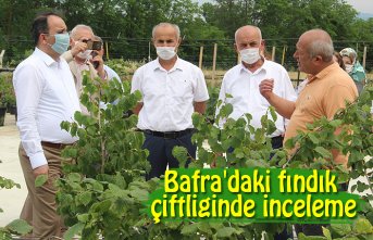 Bafra'daki fındık çiftliğinde inceleme