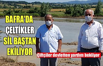 BAFRA'DA ÇELTİKLER SİL BAŞTAN EKİLİYOR