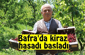 Bafra'da kiraz hasadı başladı