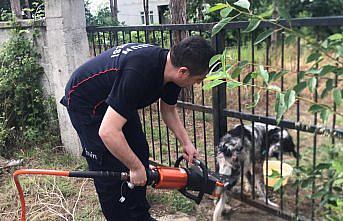 Bafra'da demir kapıya sıkışan köpeği itfaiye kurtardı