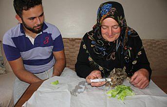 Buldukları tavşan yavrusunu şırınga ile besliyorlar