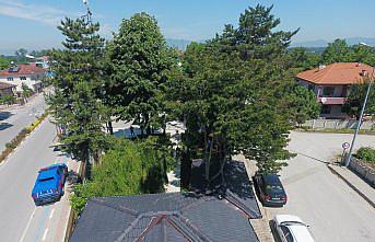 Çevre dostu jandarma hurma ağacını nizamiye binasına dahil etti