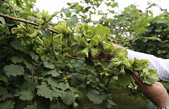 Fındık üreticileri yeni sezondan umutlu