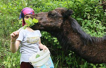 Liseli Selvi pandemi sürecini develeriyle ilgilenerek geçiriyor