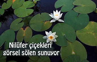 Nilüfer çiçekleri görsel şölen sunuyor
