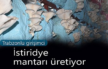 Trabzonlu girişimci istiridye mantarı üretiyor