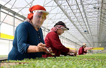 Zonguldak'ta ürettiği fideleri ülkenin dört bir yanına gönderiyor