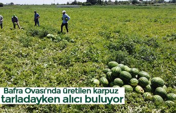 Bafra Ovası'nda üretilen karpuz tarladayken alıcı buluyor