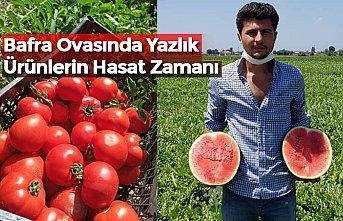 Bafra Ovasında Yazlık Ürünlerin Hasat Zamanı