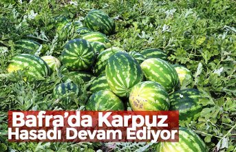 Bafra’da Karpuz Hasadı Devam Ediyor