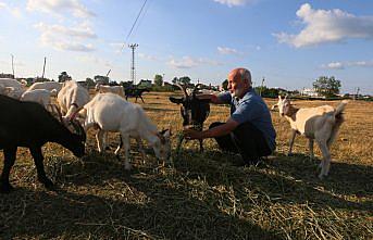 Bağışıklık sistemini güçlendirmek isteyenler keçi sütüne ilgi gösteriyor