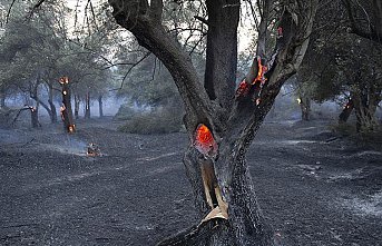 Bakan Pakdemirli: Tarihi Gelibolu Yarımadası'ndaki orman yangını kontrol altına alındı