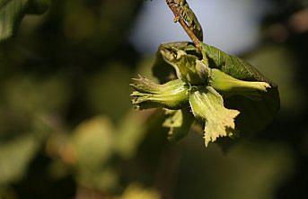Batı Karadeniz'de fındık üreticileri hasada hazırlanıyor