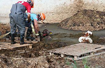Bolu'da gübre yığınına saplanan buzağıları itfaiye kurtardı