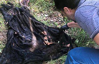 Çaldığı büyükbaş hayvanın etini kasap dükkanında satmaya çalışan zanlı yakalandı