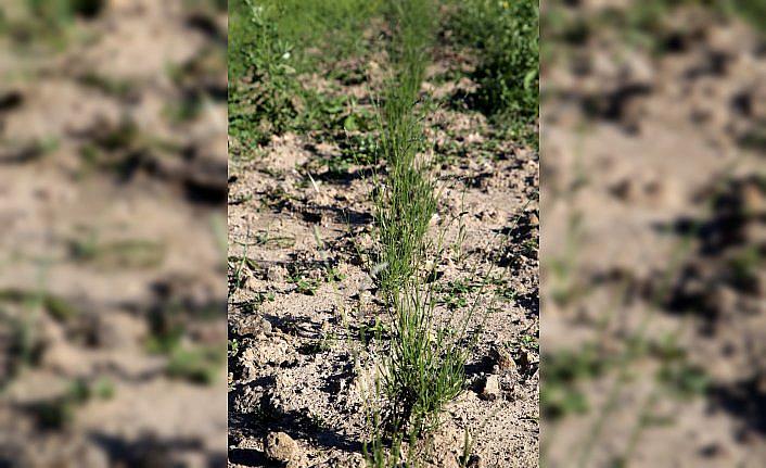 Dekan yardımcısı rol model olmak için lavanta üretimine başladı