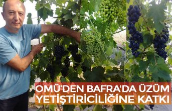 OMÜ’DEN BAFRA'DA ÜZÜM YETİŞTİRİCİLİĞİNE KATKI