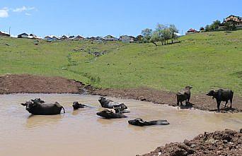 Ordu'nun yaylalarında mandalar için göletler oluşturuldu