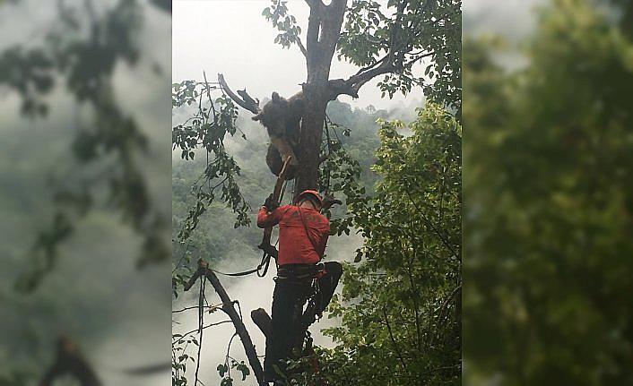 Rize'de çıktığı ağaçta mahsur kalan ayı AKUT ekiplerince kurtarıldı