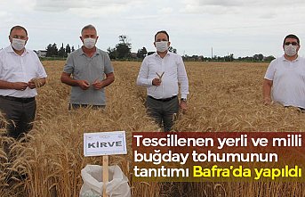 Tescillenen yerli ve milli buğday tohumunun tanıtımı Bafra’da yapıldı