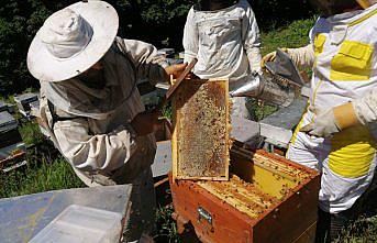 Yığılca'da kestane balı hasadı başladı