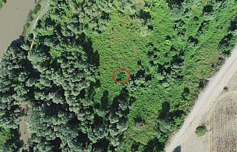 Amasya'da polis ekipleri drone yardımıyla ormanlık alanda 558 kök Hint keneviri ele geçirdi