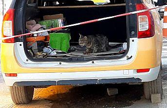 Annesi ölen kedi taksi durağının maskotu oldu