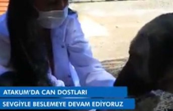 Atakum Belediyesi "Can dostları sevgiyle beslemeye devam ediyoruz"