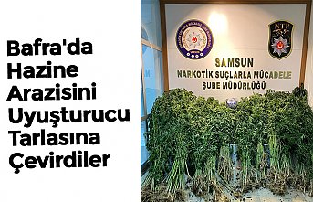 Bafra'da Hazine Arazisini Uyuşturucu Tarlasına Çevirdiler