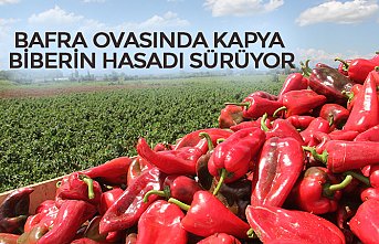 BAFRA OVASINDA KAPYA BİBERİN HASADI SÜRÜYOR