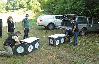 Bartın'da bin 500 sülün doğaya bırakıldı