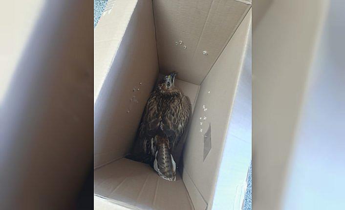 Bolu'da otobüsün çarptığı yaralı kartal tedavi ediliyor