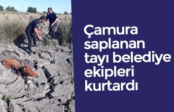 Çamura saplanan tayı belediye ekipleri kurtardı