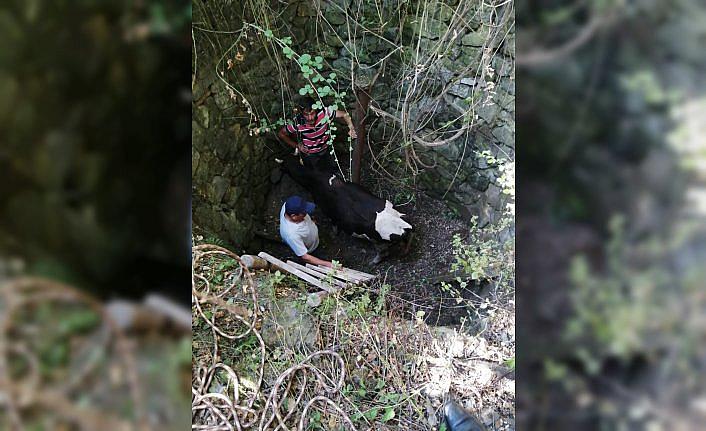 Kuyuya düşen danayı itfaiye ekipleri kurtardı