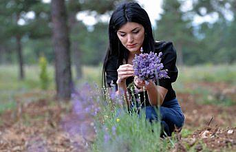 Lavanta ormanı Safranbolu'ya ekonomik değer katacak