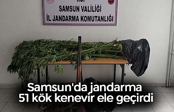 Samsun'da jandarma 51 kök kenevir ele geçirdi