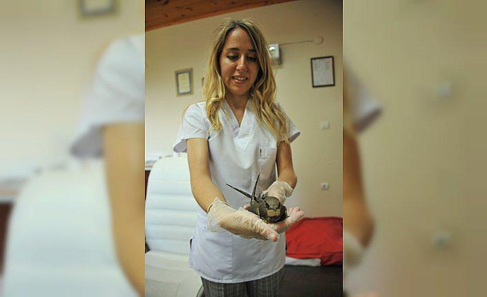 Samsun'da ayağı kırık halde bulunan ebabil kuşu tedavi altına alındı